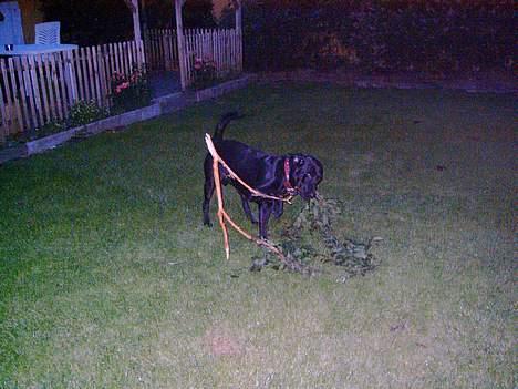 Labrador retriever Bølle billede 11