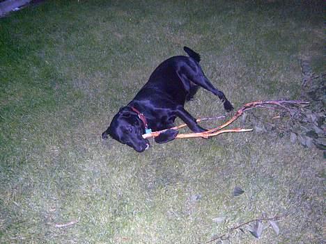 Labrador retriever Bølle billede 12
