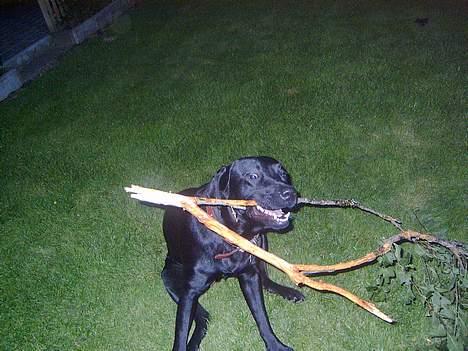 Labrador retriever Bølle billede 13