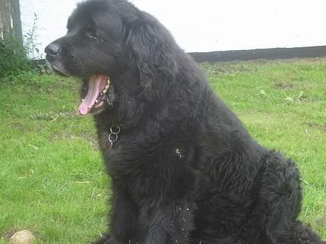 Newfoundlænder Djingo ***RIP 30.03.2006* - Kunne være godt med en lur billede 15
