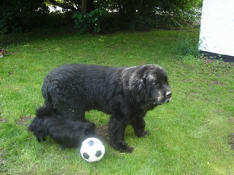 Newfoundlænder Djingo ***RIP 30.03.2006* - Eddie leger med bold omkring storbror  billede 16