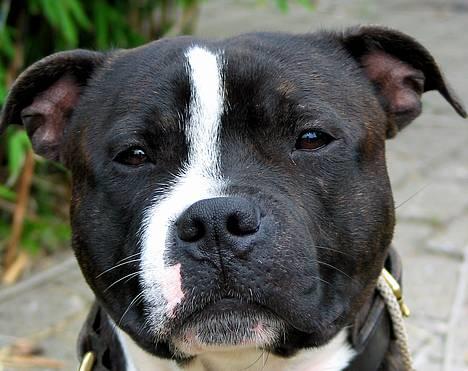 Staffordshire bull terrier roxystaff Milo billede 1