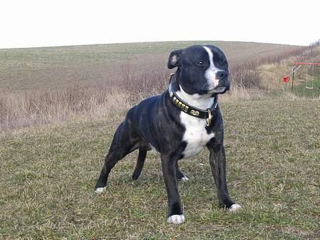 Staffordshire bull terrier roxystaff Milo billede 2