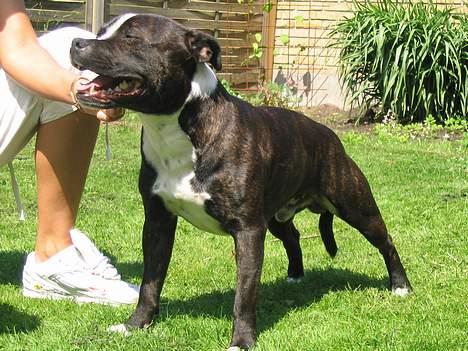 Staffordshire bull terrier roxystaff Milo billede 5