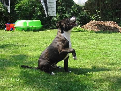 Staffordshire bull terrier roxystaff Milo - har du ikke noget lækkert til mig mor... billede 6