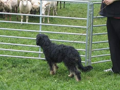 Cao da serra de aires Thea billede 3