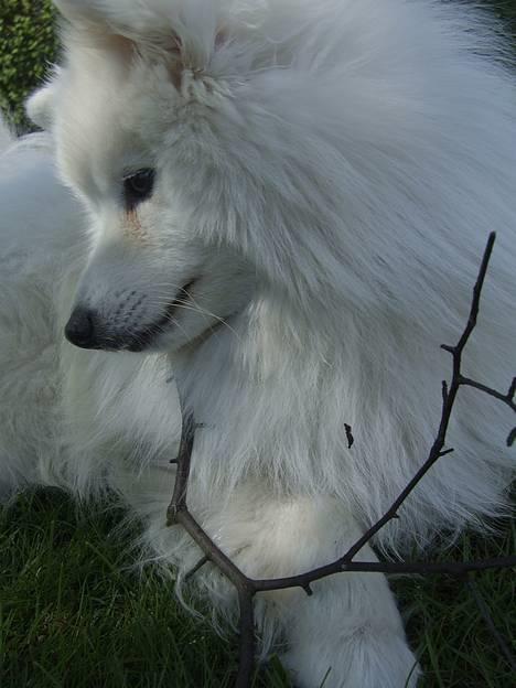 Japansk spids Inu-chibi amazing Kensei  - Jeg leger lige model billede 1