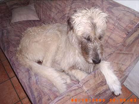 Irsk ulvehund ~Fanta~ - Her ligger jegi min helt helt egen sofa..................................... billede 8