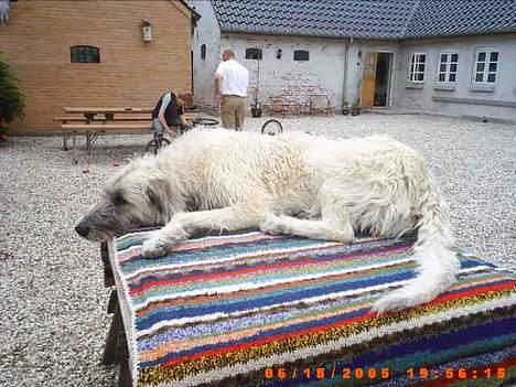 Irsk ulvehund ~Fanta~ - Jeg har også mit eget udkigstårn................ billede 9