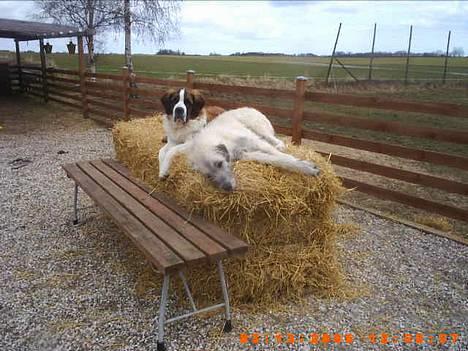 Irsk ulvehund ~Fanta~ - jeg elsker mini bigballer............. billede 10