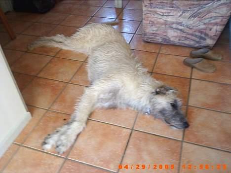 Irsk ulvehund ~Fanta~ - Ahh............afslapsningstid billede 11