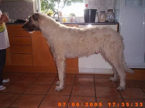 Irsk ulvehund ~Fanta~ - Er jeg ikke smuk....... billede 12