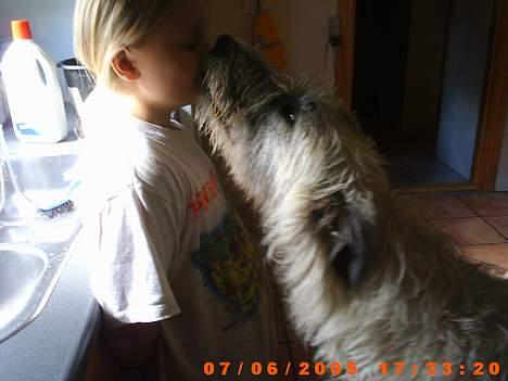 Irsk ulvehund ~Fanta~ - Nu skal du få et ordenligt kys................... billede 13