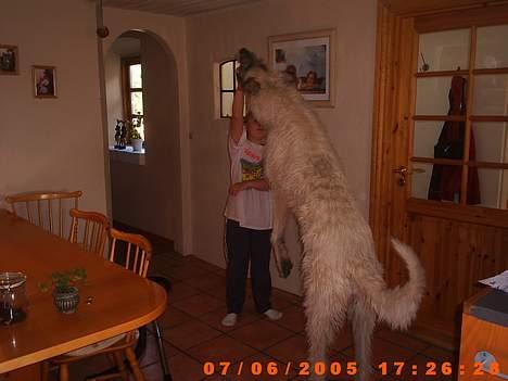 Irsk ulvehund ~Fanta~ - Se hvor høj jeg er på to ben.................... billede 14