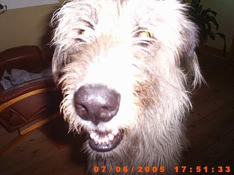 Irsk ulvehund ~Fanta~ - Se hvor glad jeg er............... billede 15