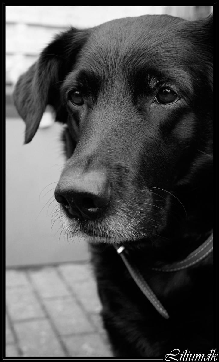 Blanding af racer Trunte (2002-2015) - 10. marts 2008 billede 20