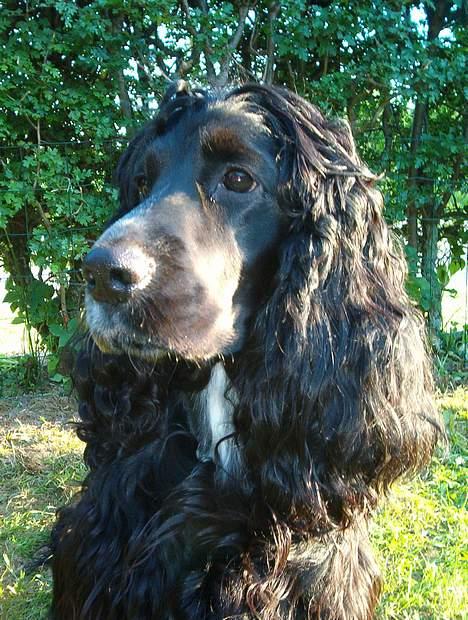 Cocker spaniel Bea - "Fotomodellen" en lun sommeraften billede 11