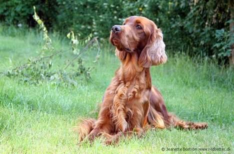 Irsk setter Hanna - Hanna 2 år billede 5
