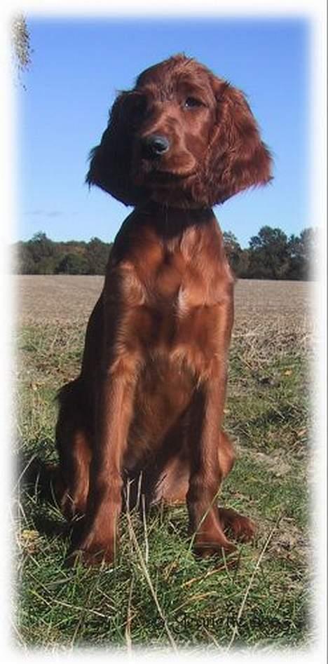 Irsk setter Hanna - 3 månader billede 6