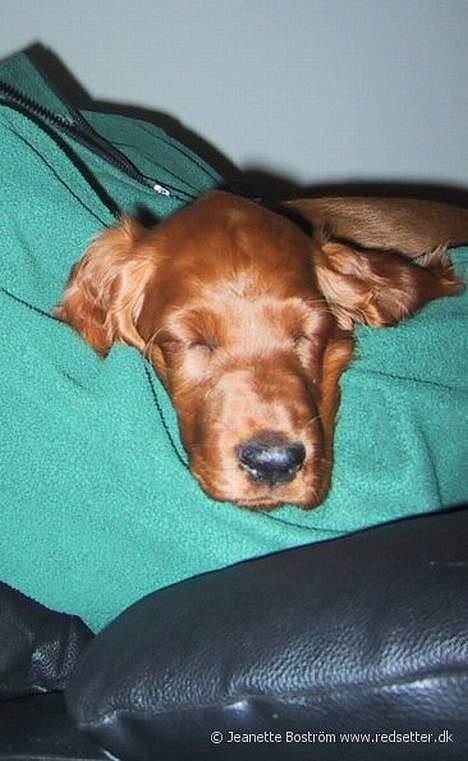 Irsk setter Hanna - Jeg sover bedst sammen med "far" billede 7