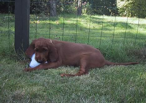 Irsk setter Hanna - Den smager nok alligvel lidt underligt. billede 8
