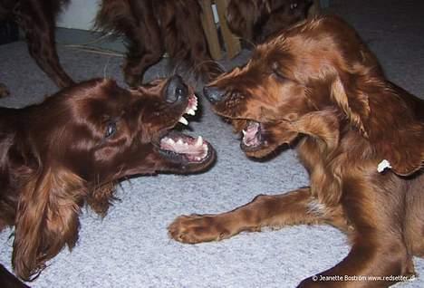Irsk setter Hanna - Buster, du har meget store tænder, er du sikker på at du ikke er en ulv? billede 9