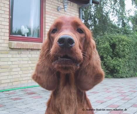 Irsk setter Hanna - Hvad laver du? billede 10