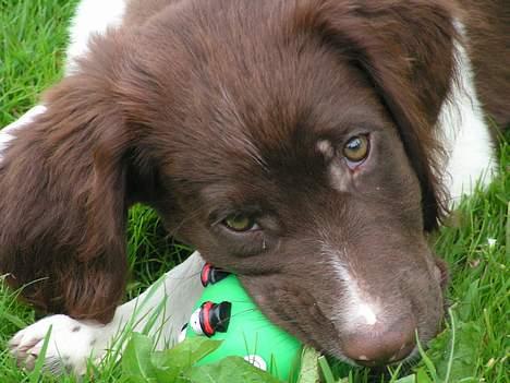 Kleiner münsterländer Basso - Den første dag vi havde ham... :) billede 1