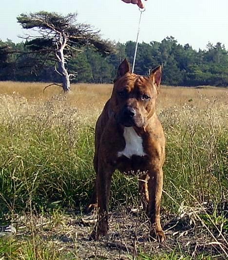 Amerikansk staffordshire terrier gang-staff trust me  billede 10