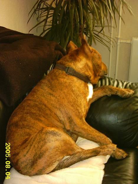 Amerikansk staffordshire terrier gang-staff trust me  billede 11