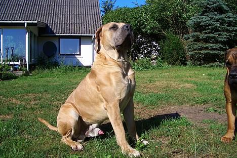 Boerboel Balder - Kong Balder som prins billede 2