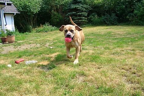Boerboel Balder billede 3