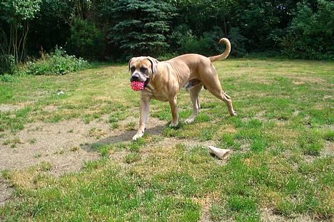 Boerboel Balder billede 5