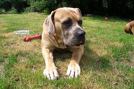 Boerboel Balder - HOPSA! billede 7