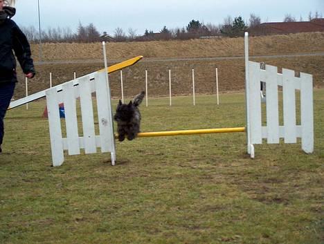 Cairn terrier Jack *11.12.96 - 17.7.13* - Fuld fart og høj hale over springet :o) billede 10