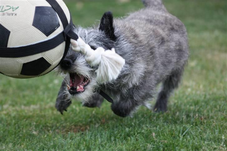 Cairn terrier Jack *11.12.96 - 17.7.13* - Weee, angreeeeb... billede 11