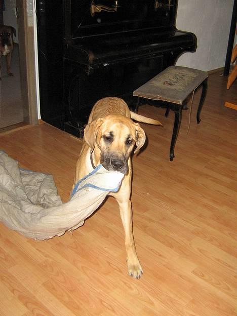 Grand danois Rosa - Tæppet skal lige ind til computeren i stedet (: billede 1