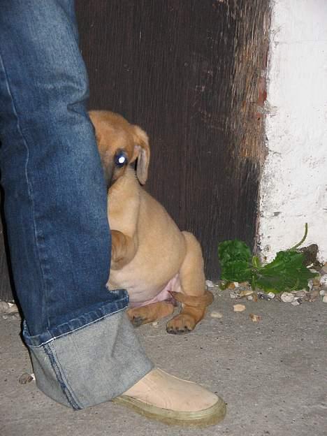 Grand danois Rosa - Ikke ta billeder af mig lide nu, ka ik lide kameraet :´( billede 3