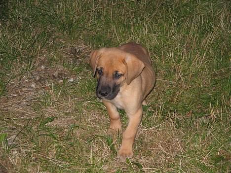 Grand danois Rosa billede 4