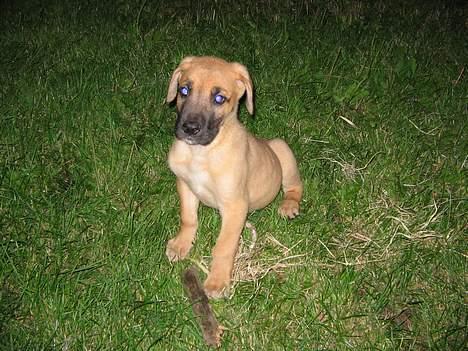 Grand danois Rosa billede 5