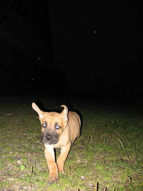 Grand danois Rosa - der er bare fart på :) billede 6