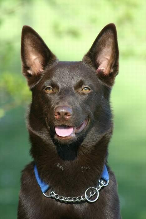 Australsk kelpie Born To Work Brown Bellis - Bellis April 2005 - taget af Carina Enevoldsen www.aussies.dk billede 1