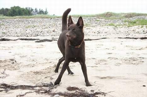 Australsk kelpie Born To Work Brown Bellis - Bellis juni 2005 - ved Limfjorden - taget af Bianca van der Post billede 2