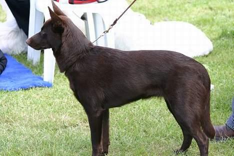 Australsk kelpie Born To Work Brown Bellis - Udstilling Hillerød juni 2005 - hvor Bellis blev bedst i racen billede 3