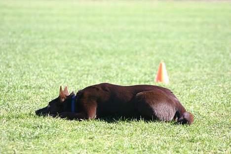 Australsk kelpie Born To Work Brown Bellis - April 2005 - dækøvelsen - taget af Carina Enevoldsen billede 4