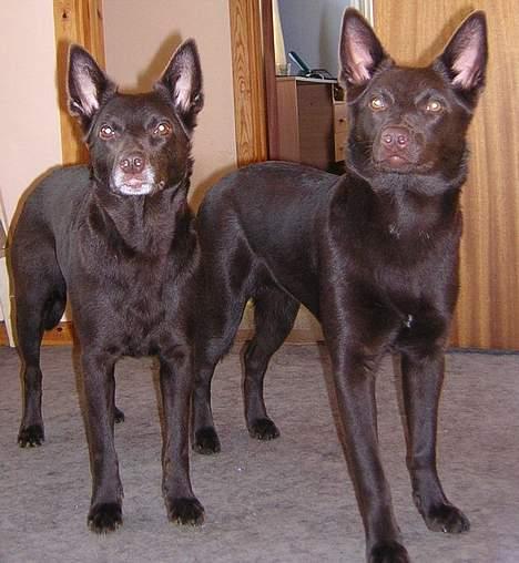 Australsk kelpie Born To Work Brown Bellis - Mor(gråskægget) og datter november 2004 billede 5
