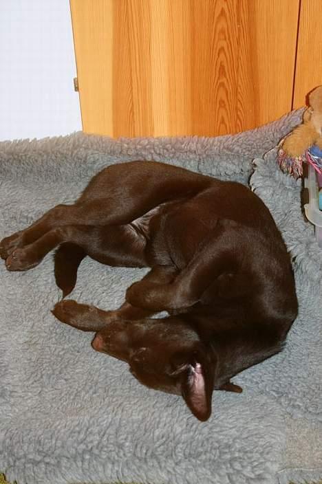 Australsk kelpie Born To Work Brown Bellis - Kan faktisk godt slappe af .. efterår 2004 billede 6