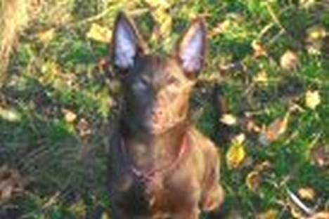 Australsk kelpie Born To Work Brown Bellis - Med de største strit-ører !!  billede 7