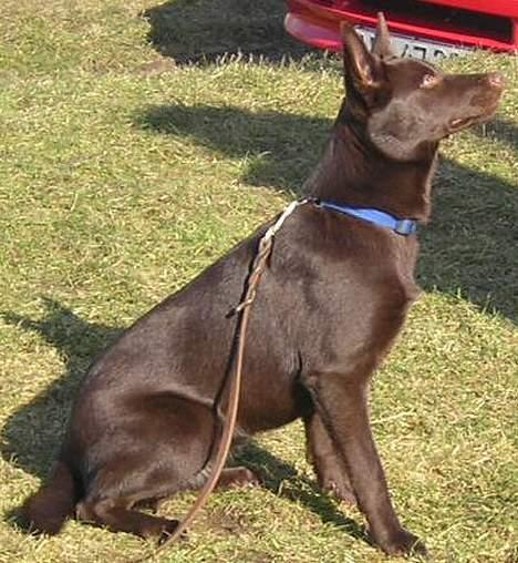 Australsk kelpie Born To Work Brown Bellis - afsluttende prøve efterår 2004 billede 8