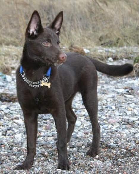 Australsk kelpie Born To Work Brown Bellis - stranden efterår 2004 billede 9